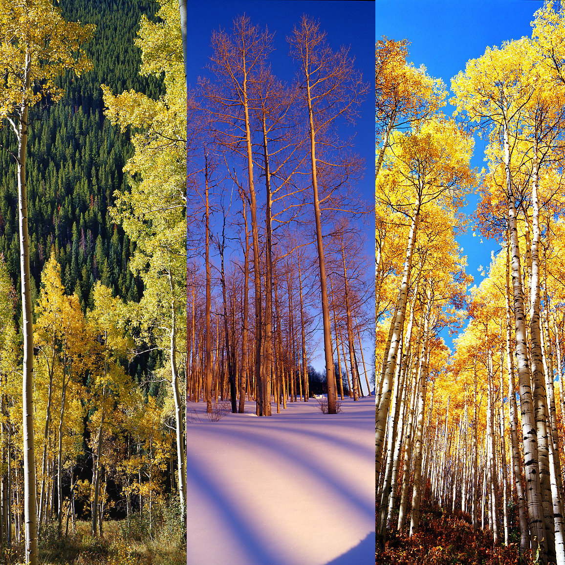 seasonal aspens.jpg