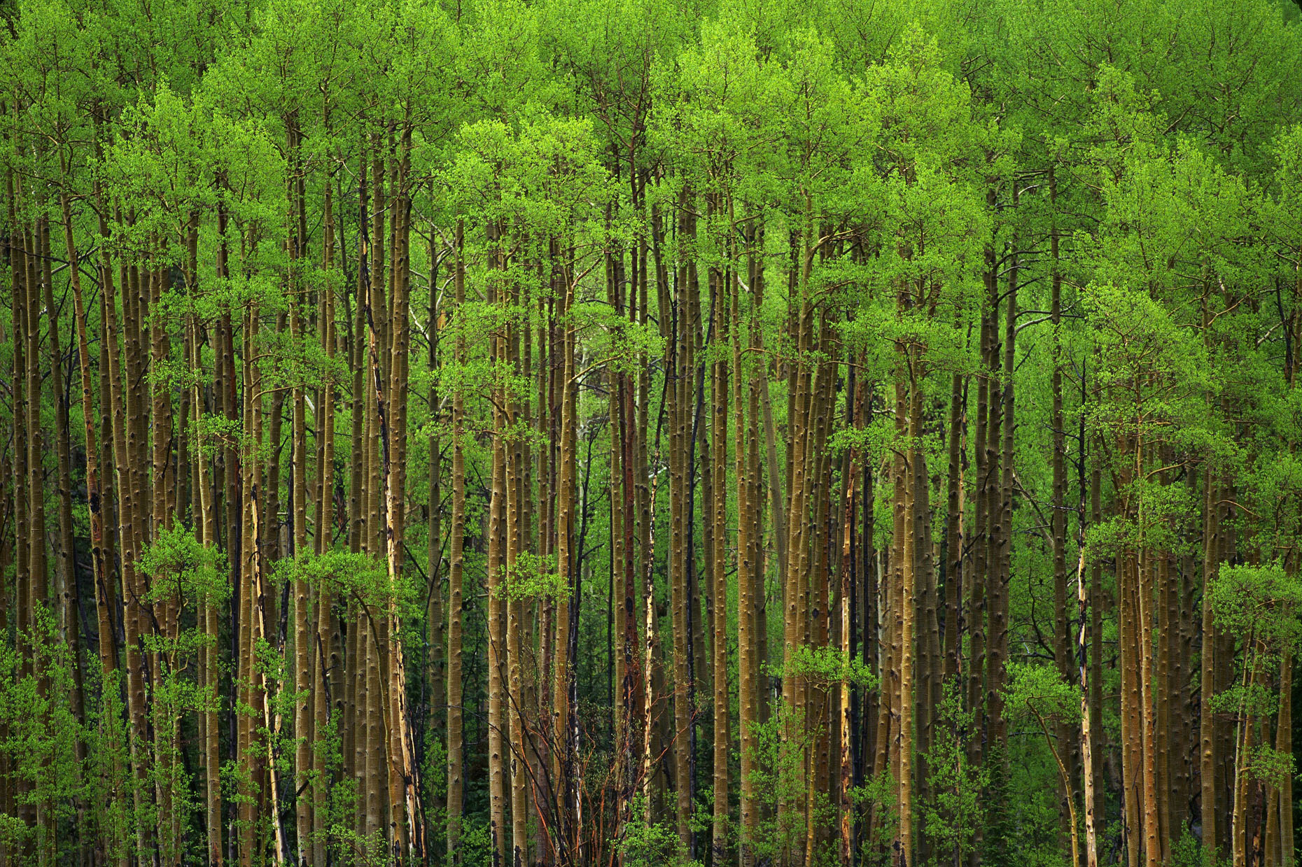 springaspens.jpg